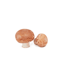 Brown Mushroom (Netherlands)