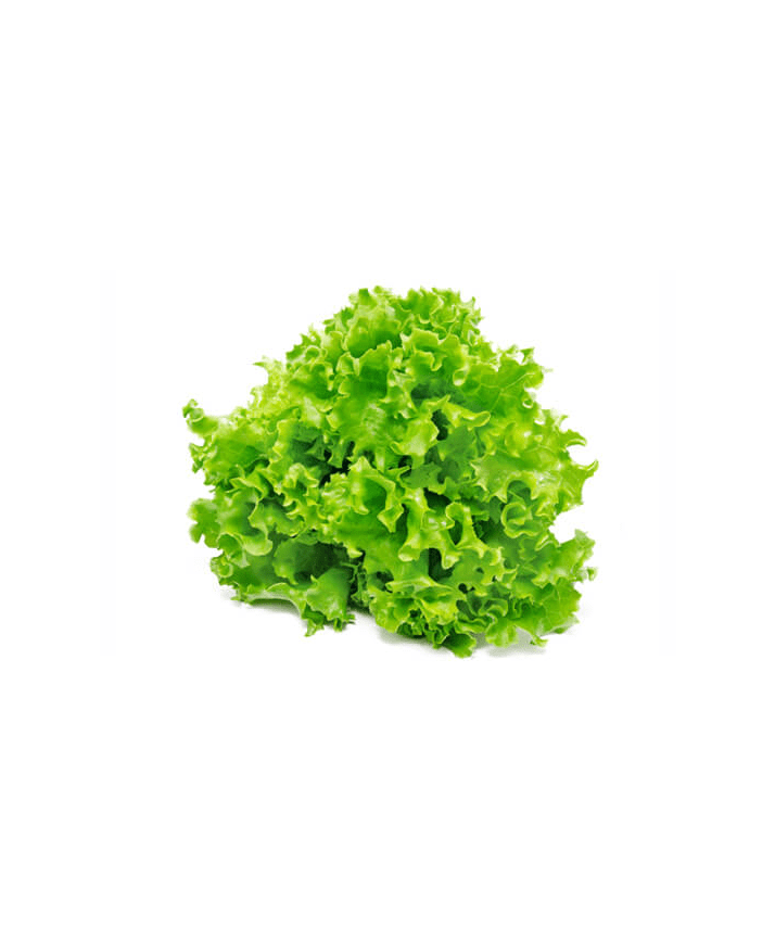 Lollo Green Bionda Lettuce (Spain)