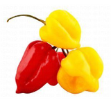 Habanero Peppers Imported 100 Gr